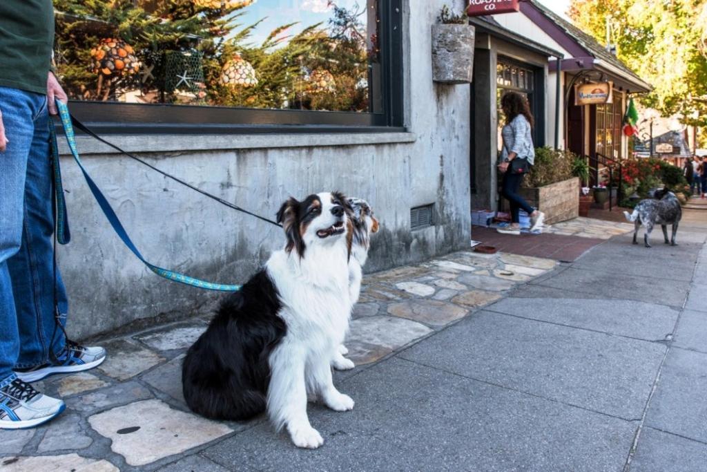 3770 Stone'S Throw Home Carmel-by-the-Sea Εξωτερικό φωτογραφία